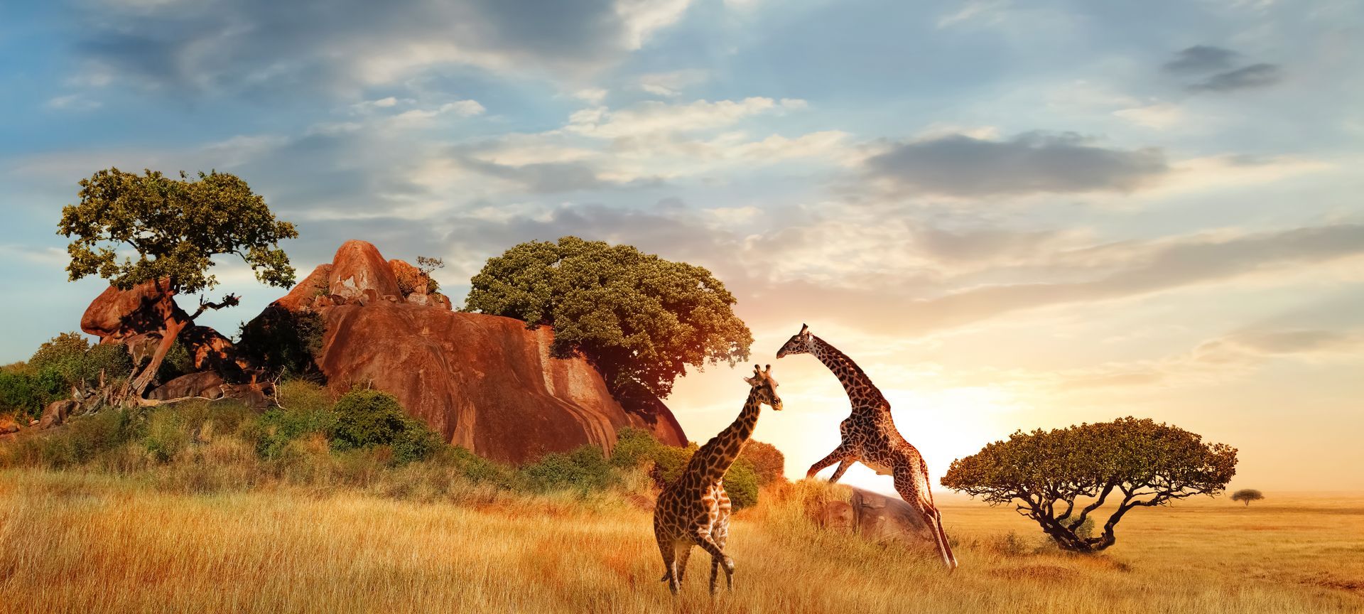 Giraffes in the African savanna at sunset with rocky outcrops and grassy terrain. Educultural Travel