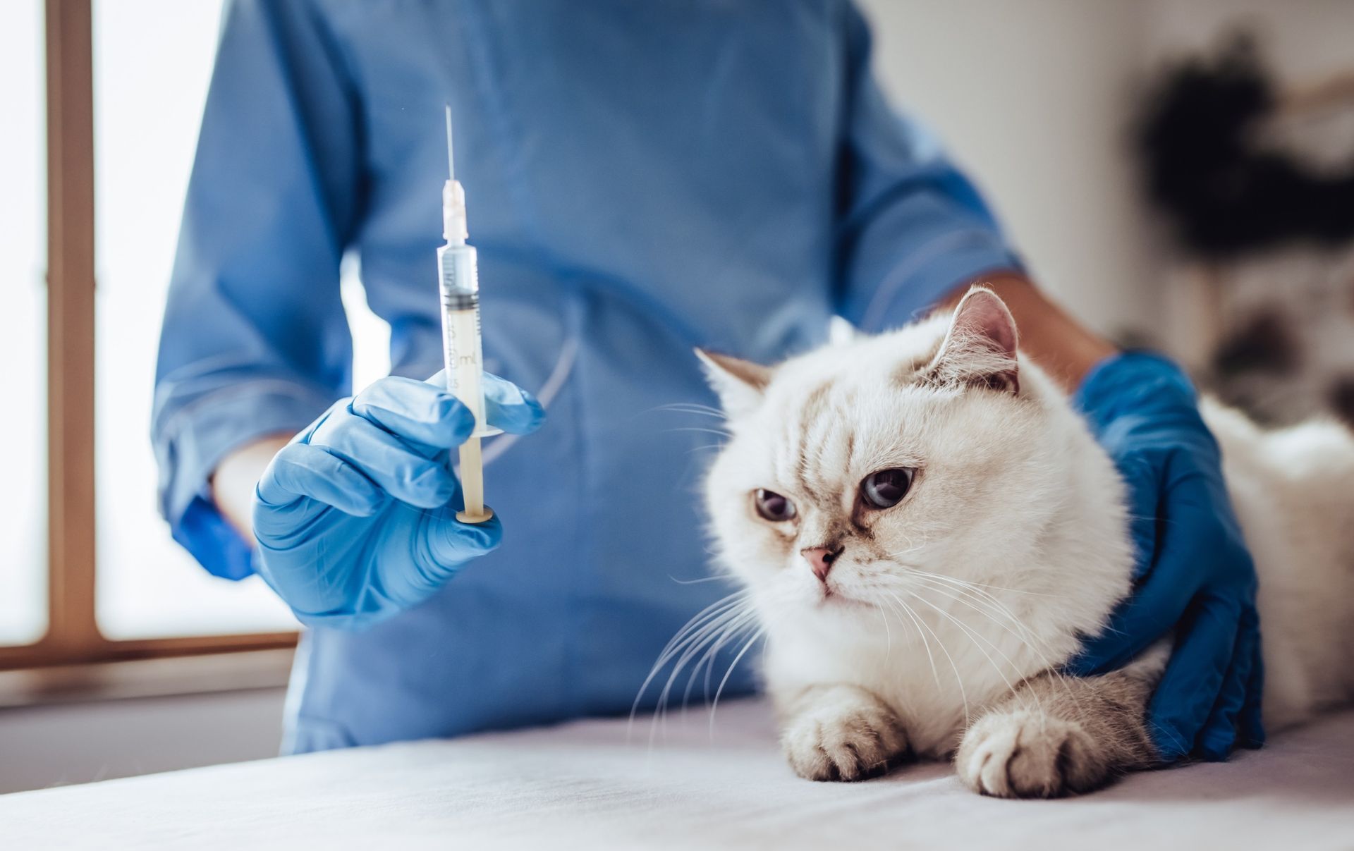 Image showing a veterinarian administering a vaccine to a cat at Trinity Pet Hospital in NPR Florida