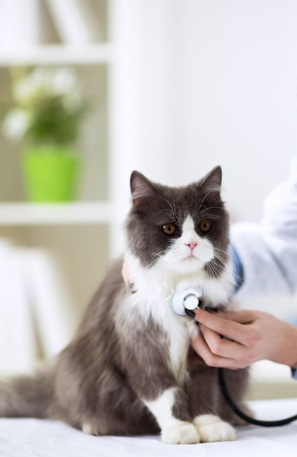 Persian Cat With Veterinarian Doctor at Vet Clinic - Simply Catz Cattery in Townsville, QLD
