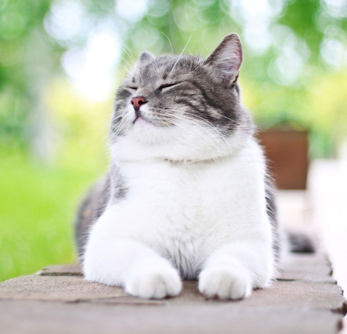 Cute Cat Sun baking Outside - Simply Catz Cattery in Townsville, QLD