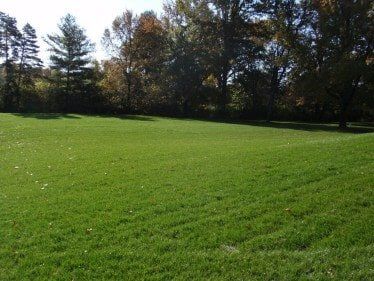 Fescue Sod — Residential Lawn Installation in O'Fallon, MO