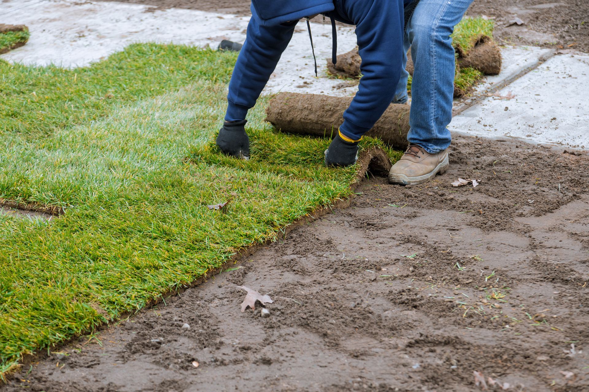 A man is laying the sod in a yard.