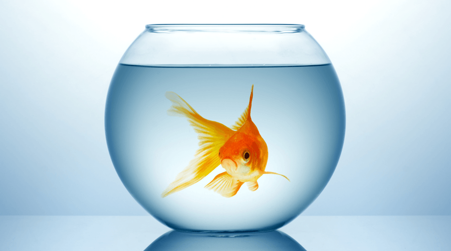 BlinkJar's First Pet Goldfish
