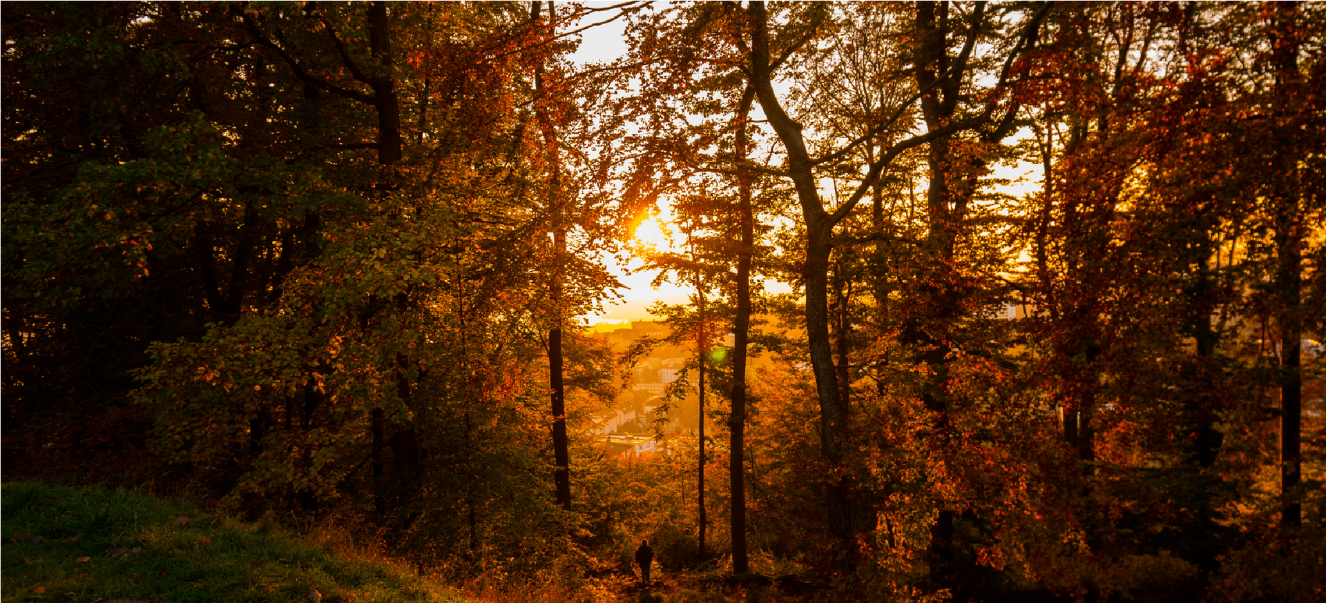 Sunlight streams through trees in a golden-hued forest at sunset.