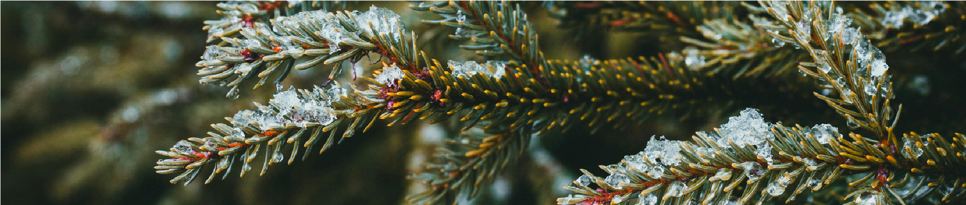 Close-up of frosted evergreen tree branches, with white frost and dark green needles.