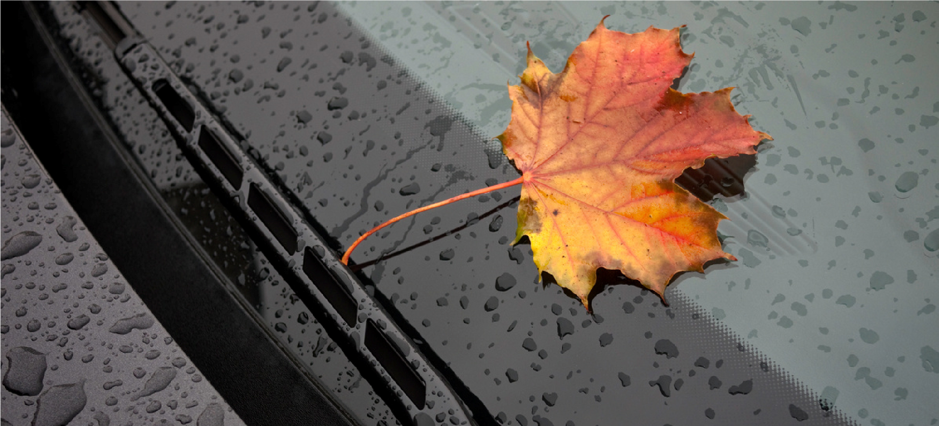 Leaf on Windshield