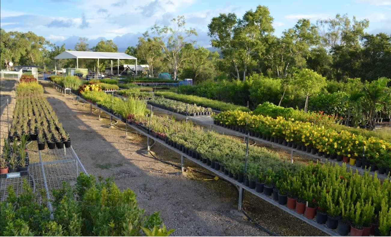 Variety of Plants At Nursery — Rocky Springs Nursery in Julago, QLD