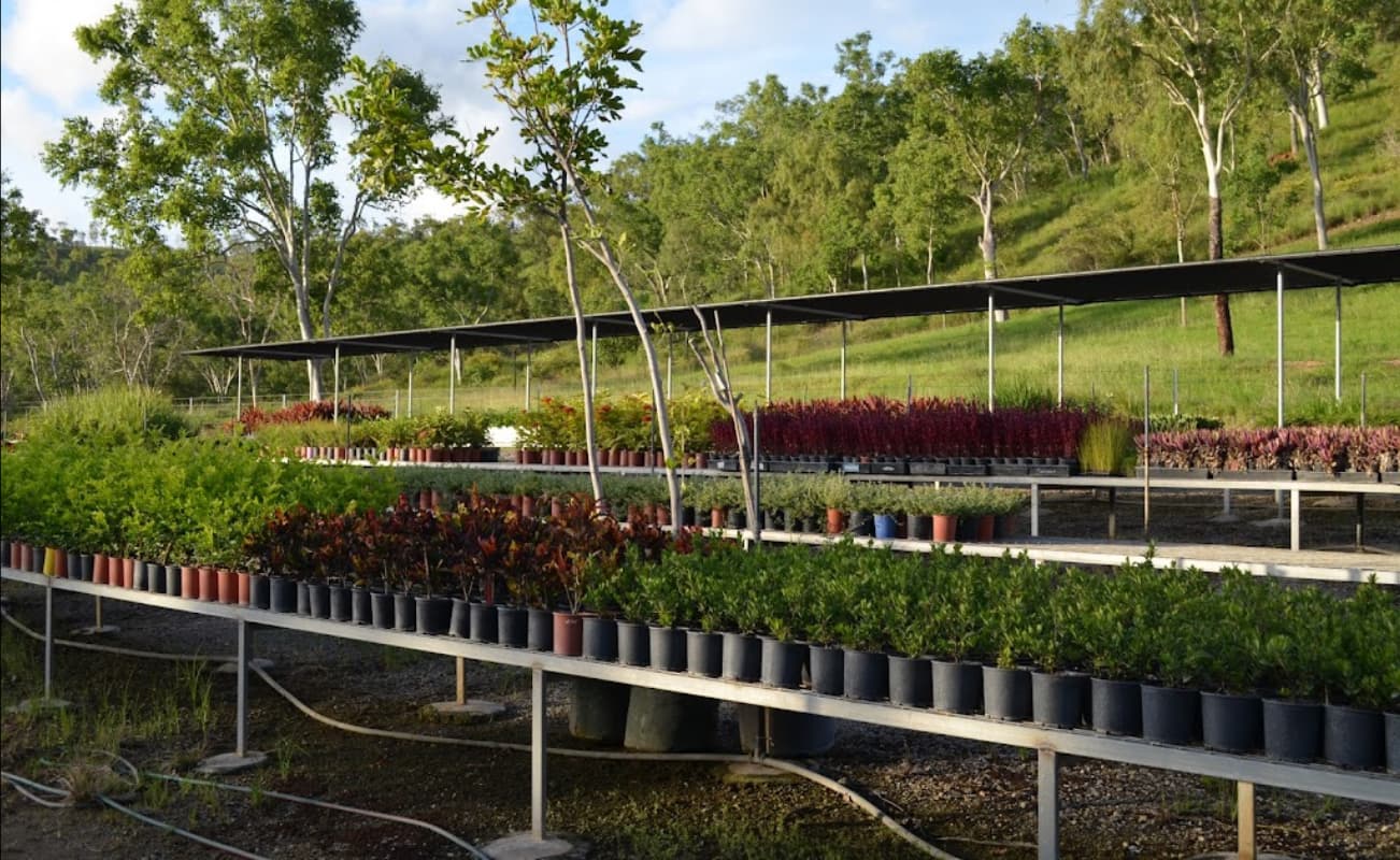 Potted Plants Arranged on Rack — Rocky Springs Nursery in Julago, QLD