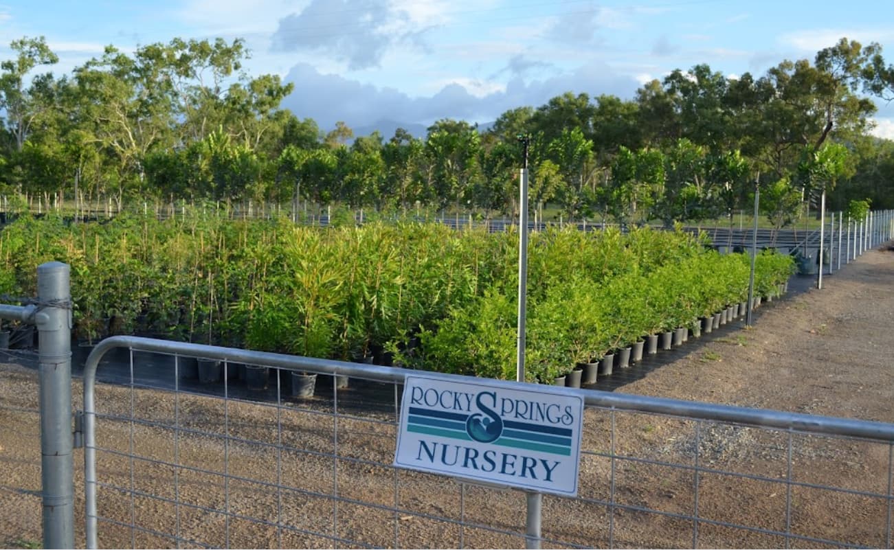 Selection Of Leafy Plants In Black Plastic Pots — Rocky Springs Nursery in Julago, QLD