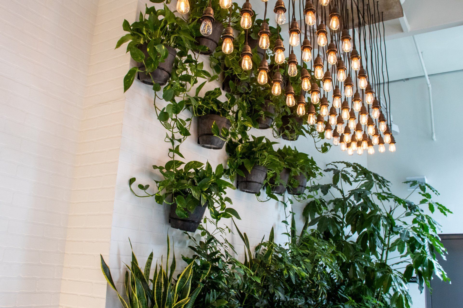 a group of potted plants and lamps hanging from a ceiling