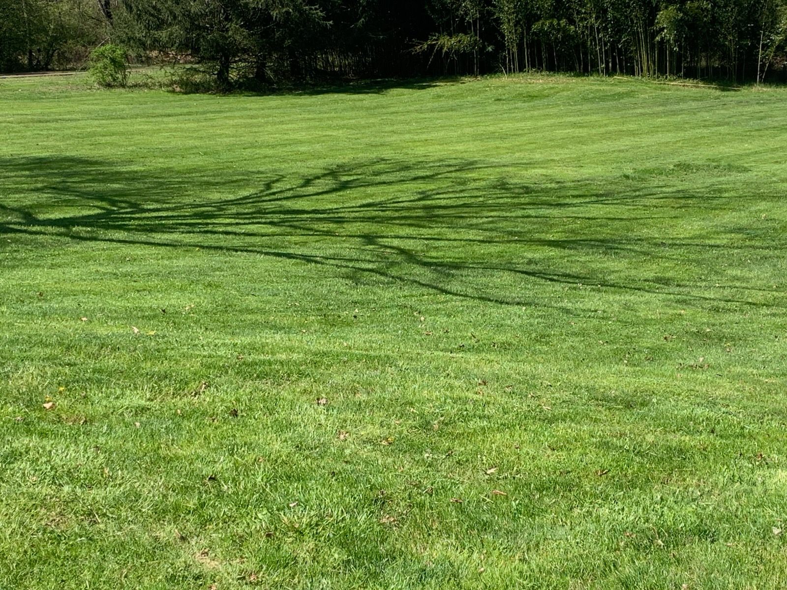 Lush green lawn with tree shadows, trees in the background.