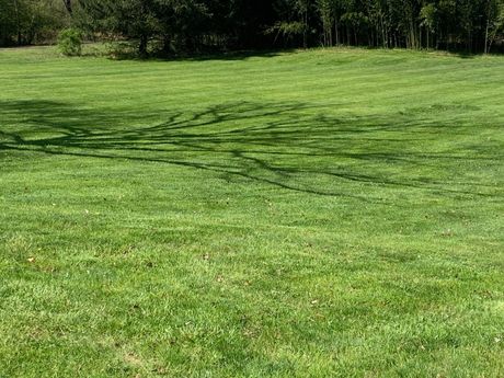 Lush green lawn with tree shadows, trees in the background.