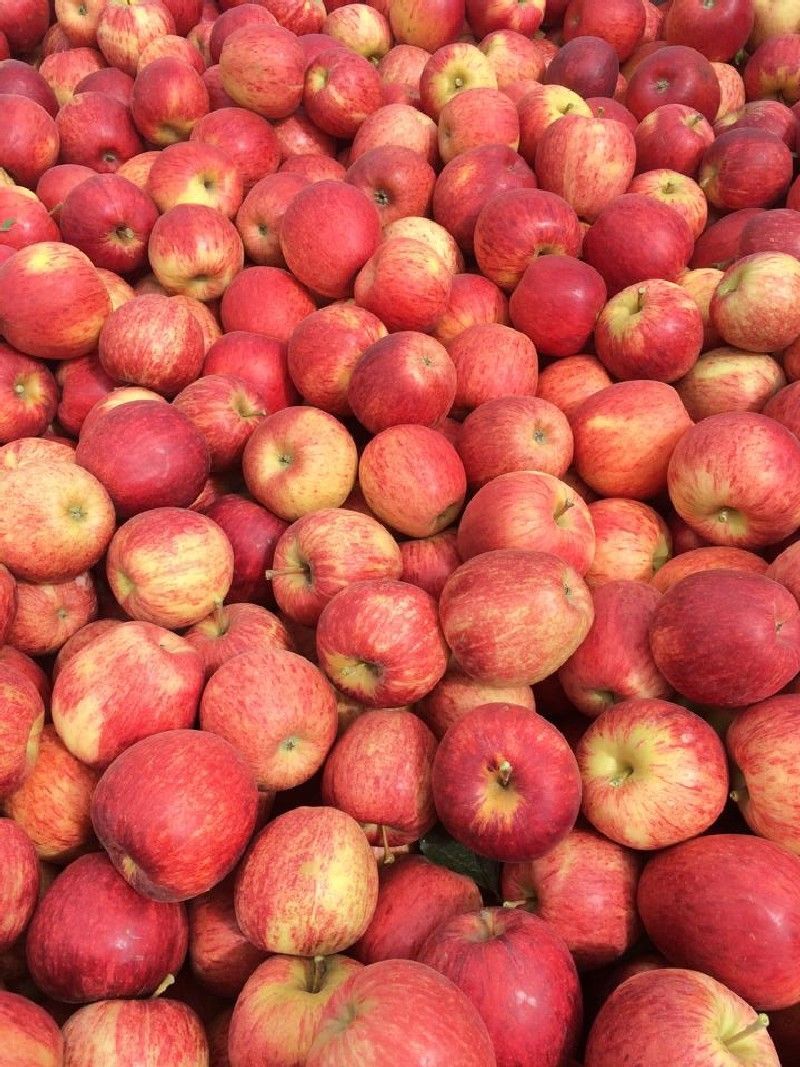 See and taste some of Hawke's Bay's finest horticultural produce on a rural tour