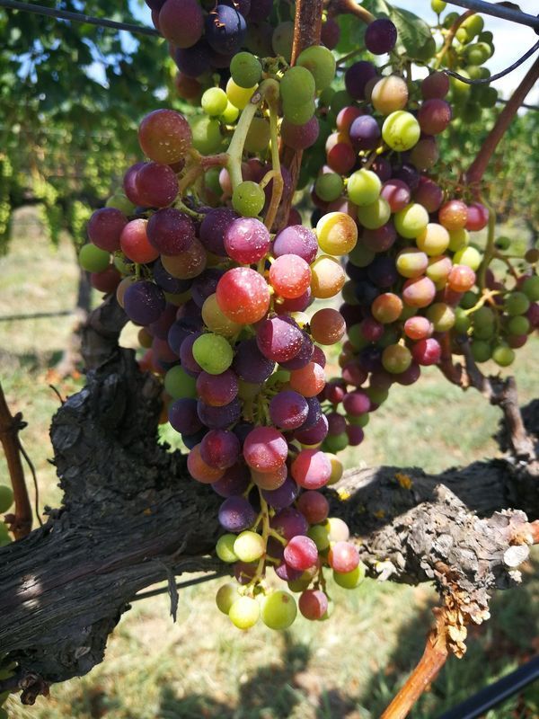 Check out the grapes reaching veraison just before harvest on a Hawke's Bay, NZ winery tour