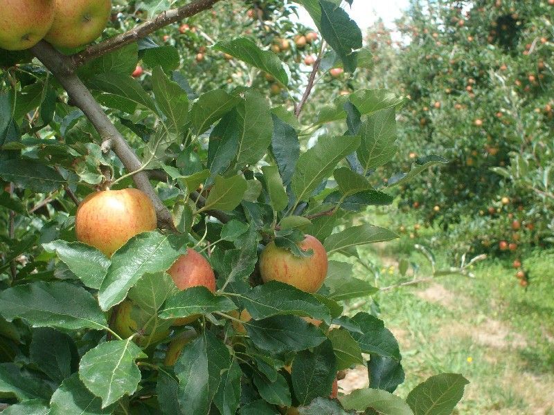 Experience Hawke's Bay's horticultural produce up close & personal on a tour of an organic orchard