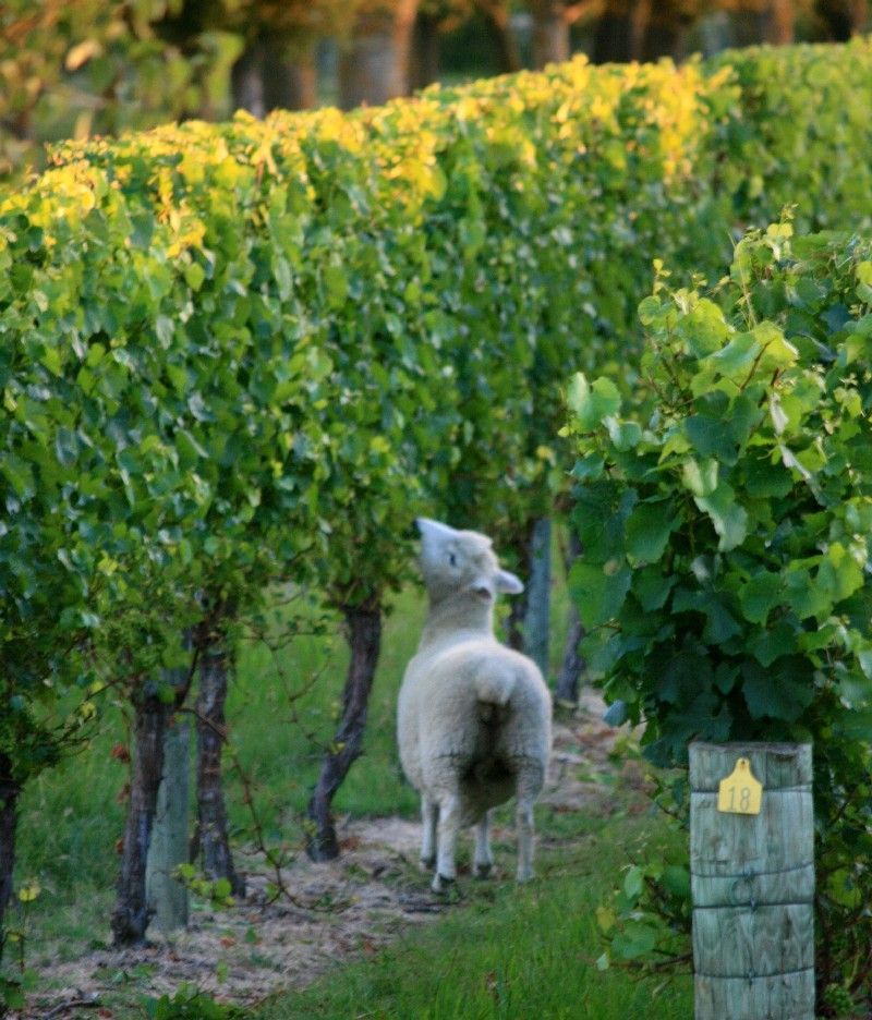 Sheep in the vineyard in Hawke's Bay, NZ, take care of the excess leaves, as seen on a winery tour