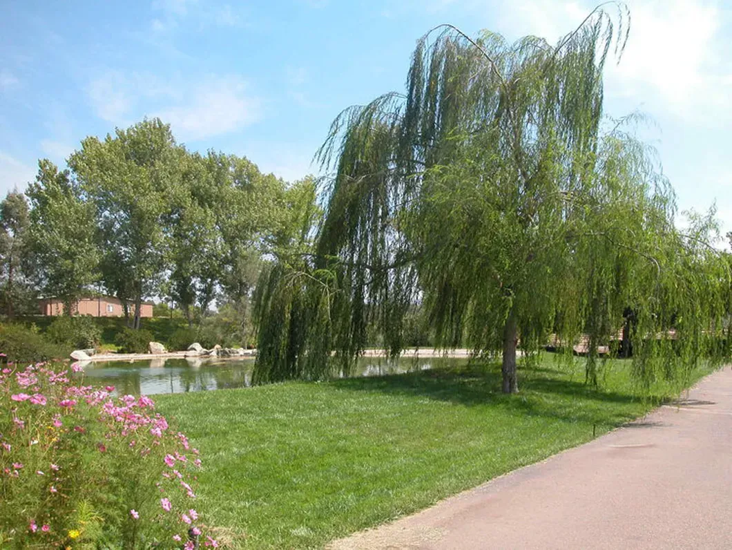 Green willow trees by a pond with pink flowers and a paved path.