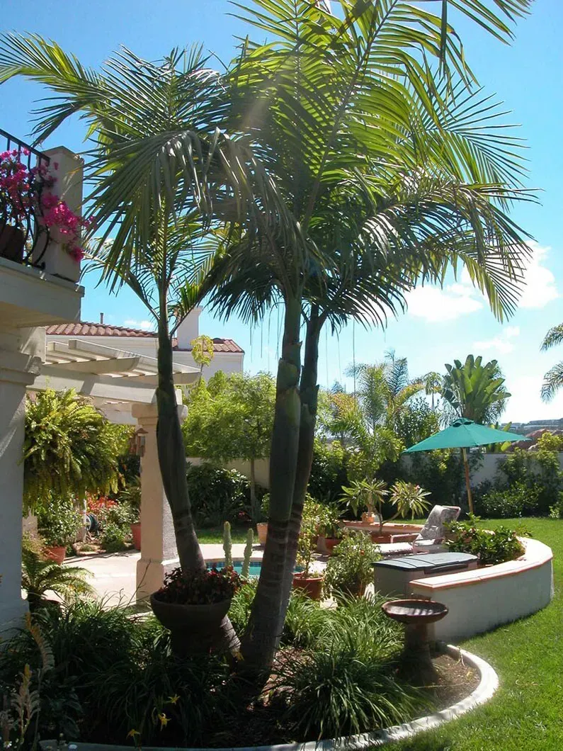 Palm trees in a lush garden with a patio, green umbrella, and a blue sky.