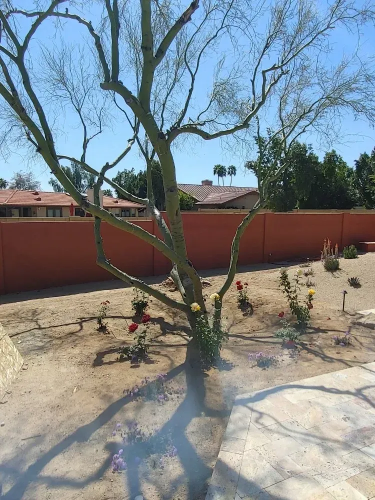 Bare tree in a sandy yard with red wall and roses in front of brown buildings on a sunny day.