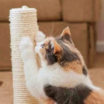 accessori per animali 4