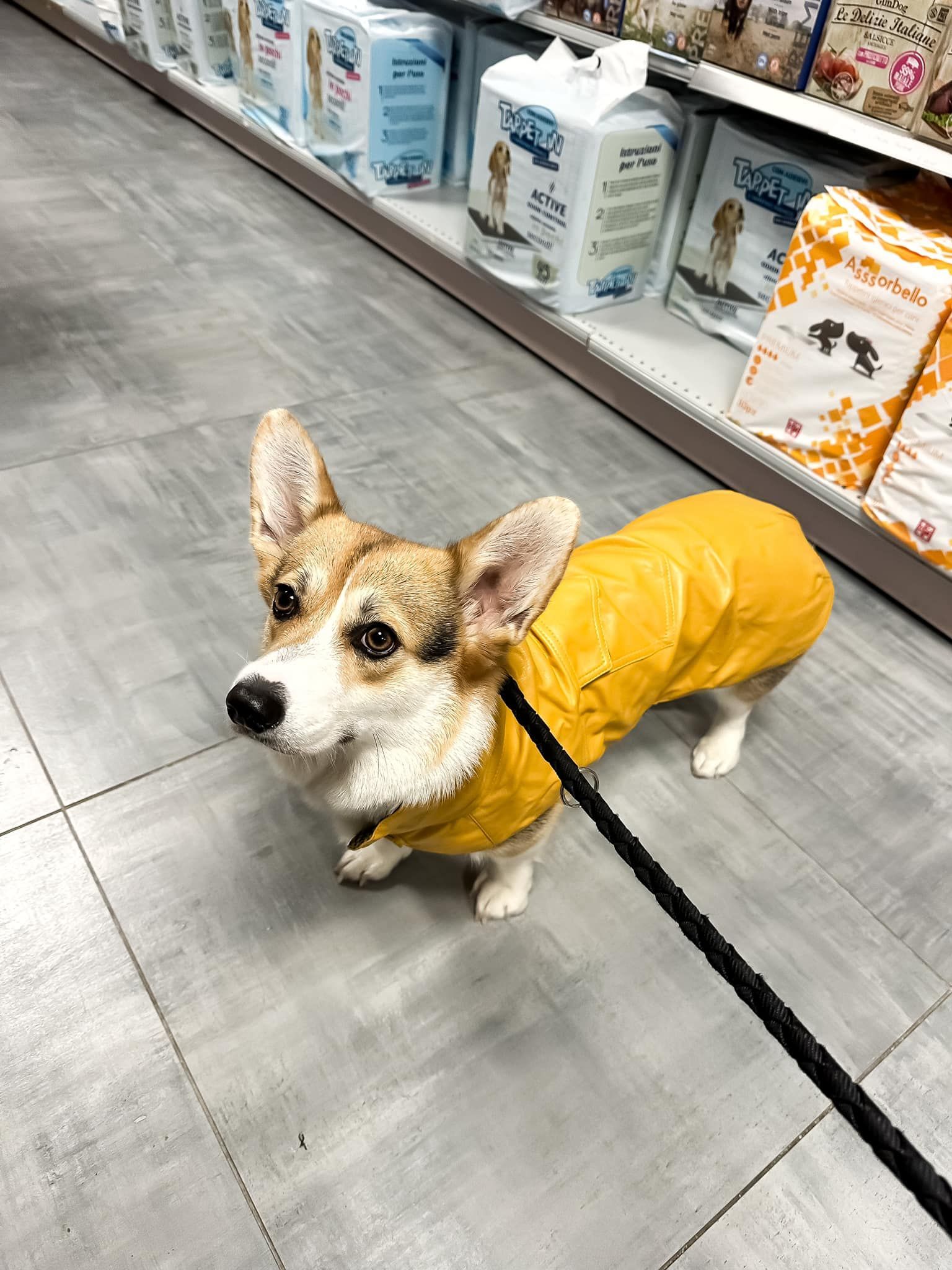 accessori per animali 3