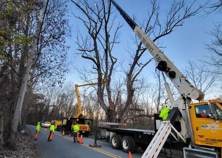 Tree trimming: Workers in safety vests use cranes and bucket trucks on a road to cut branches.