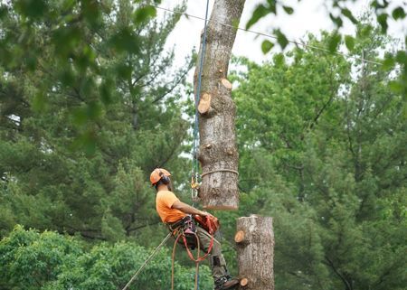 A stump grinder is cutting a tree stump in a yard.