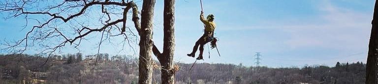 A man is hanging from a tree branch.