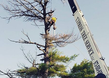 A stump grinder is cutting a tree stump in a yard.