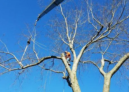 A man is cutting a tree with a chainsaw.