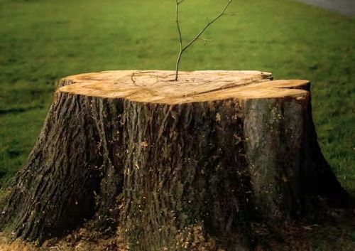 Tree stump in a grassy field with a small new branch growing from the top.