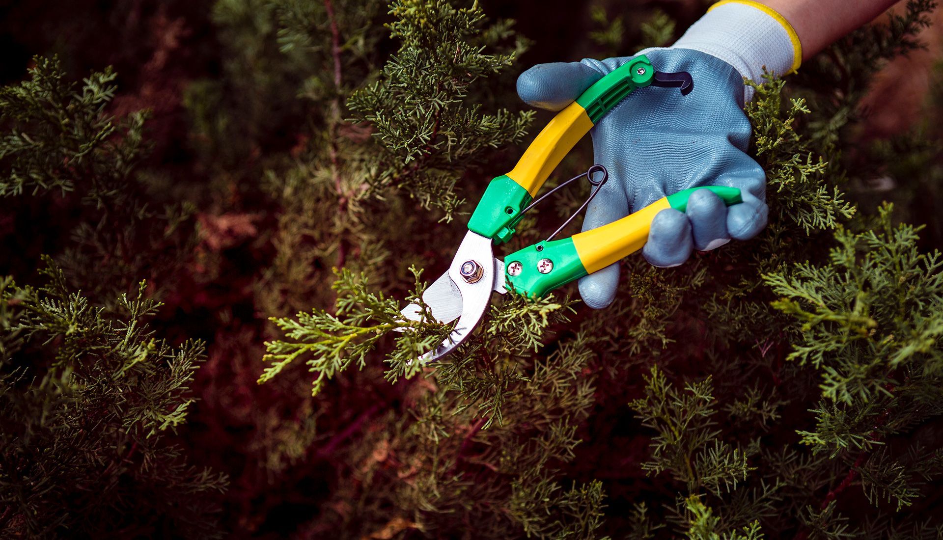 A person is cutting a tree branch with a pair of scissors.