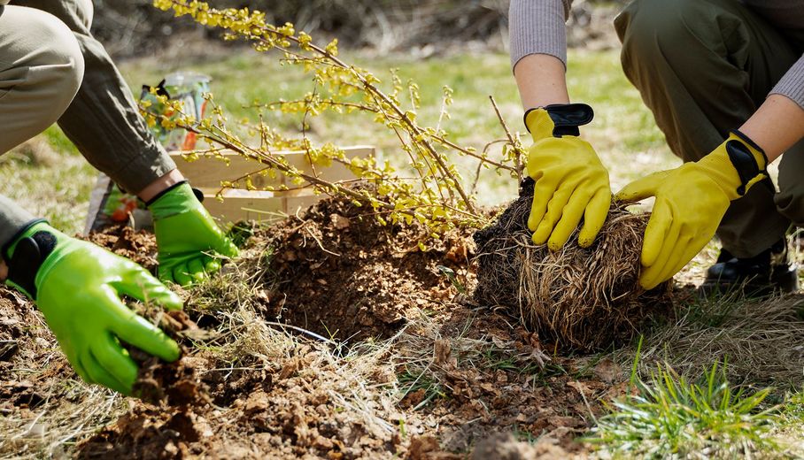 A couple of people wearing green gloves are planting a tree.