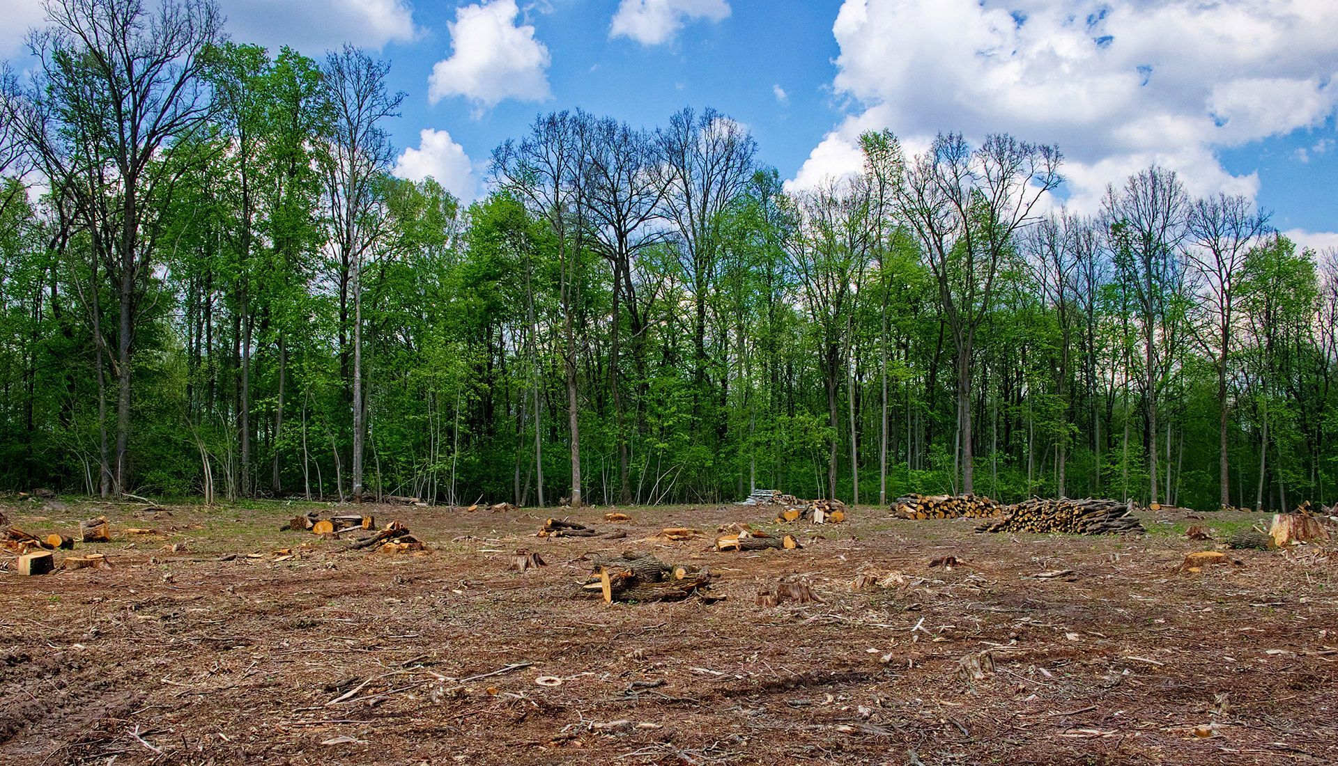 A field with trees in the background and a blue sky with clouds.