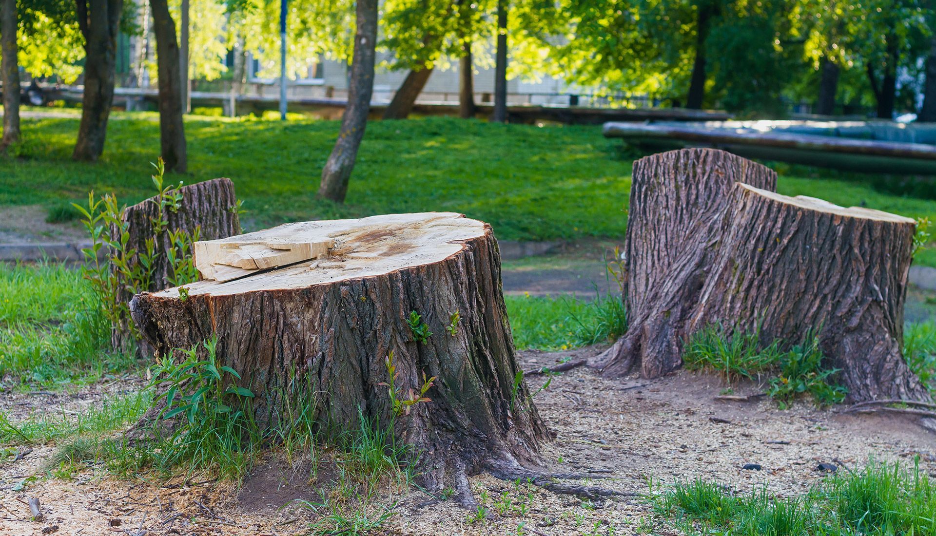 Three tree stumps are sitting in the grass in a park.