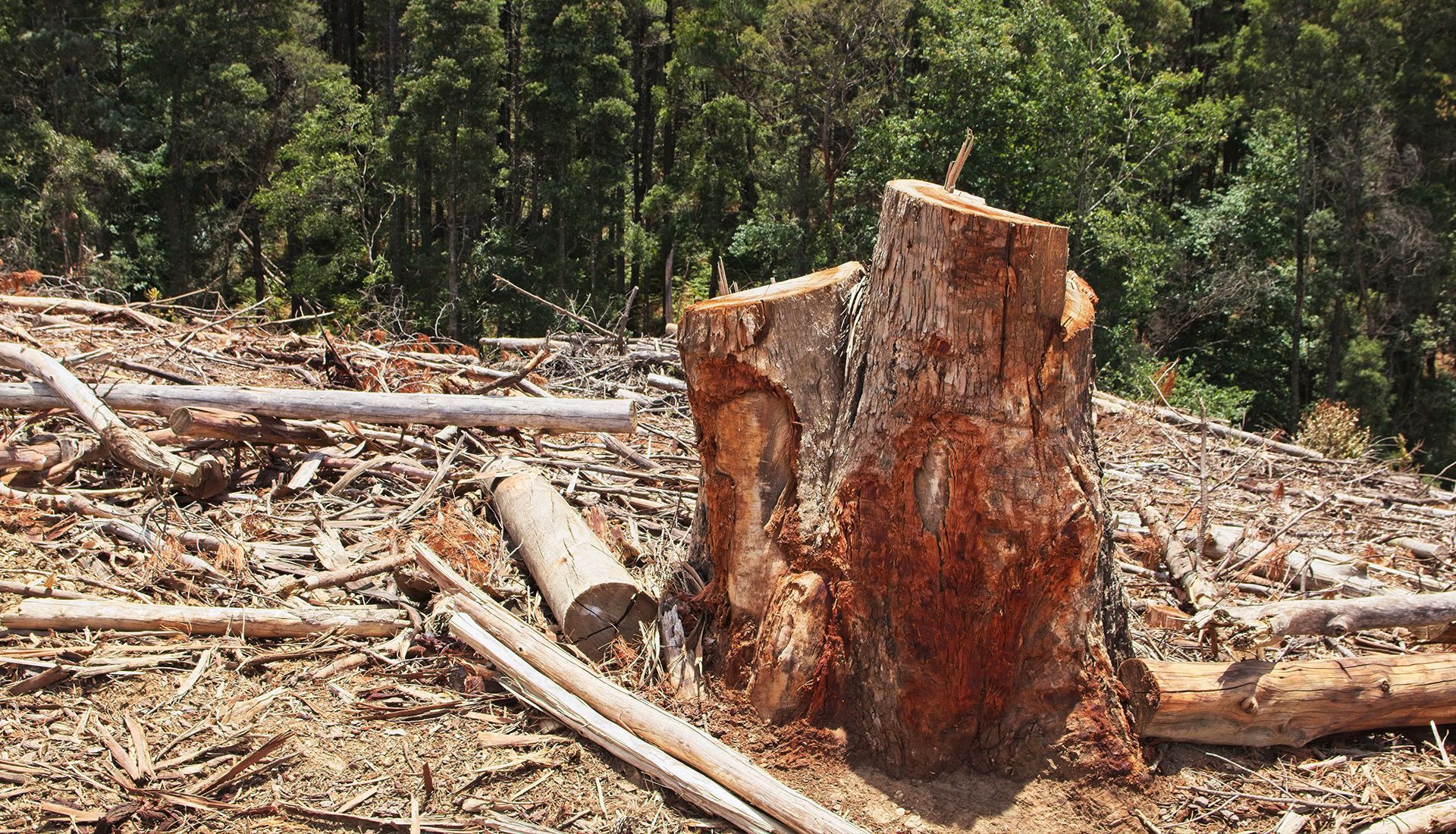 A tree stump is sitting in the middle of a forest.