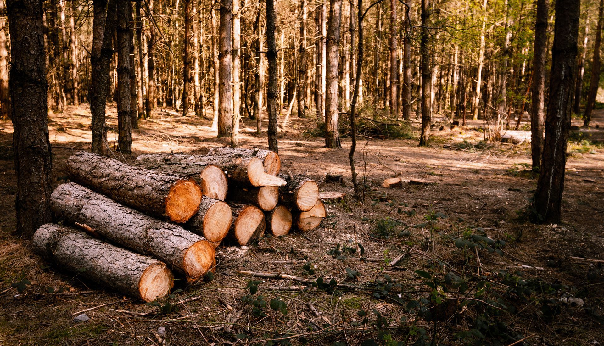 A pile of logs in the middle of a forest.