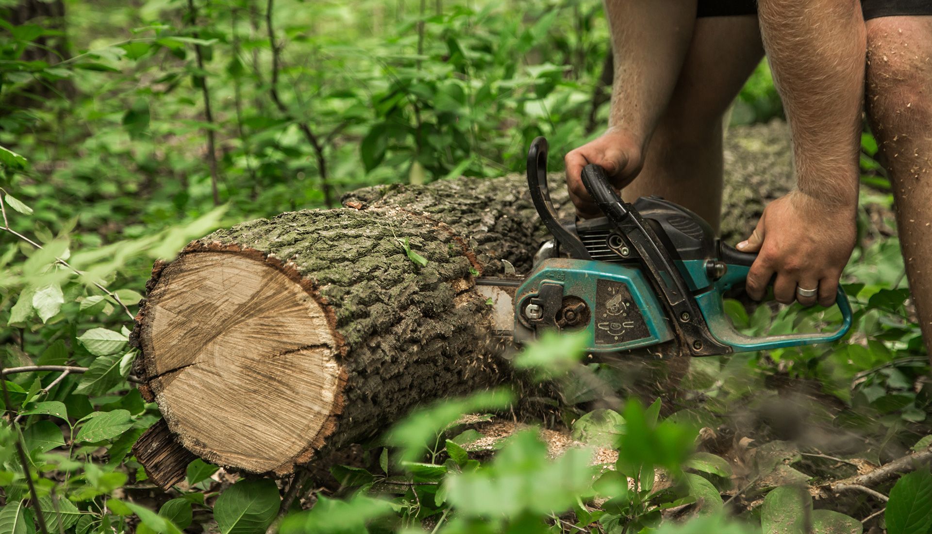 A man is cutting a tree with a chainsaw in the woods.