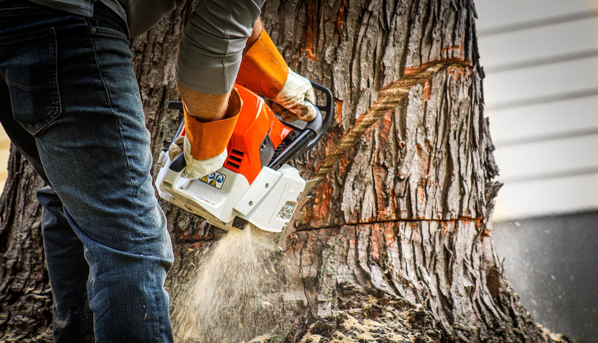 A man is cutting a tree with a chainsaw.