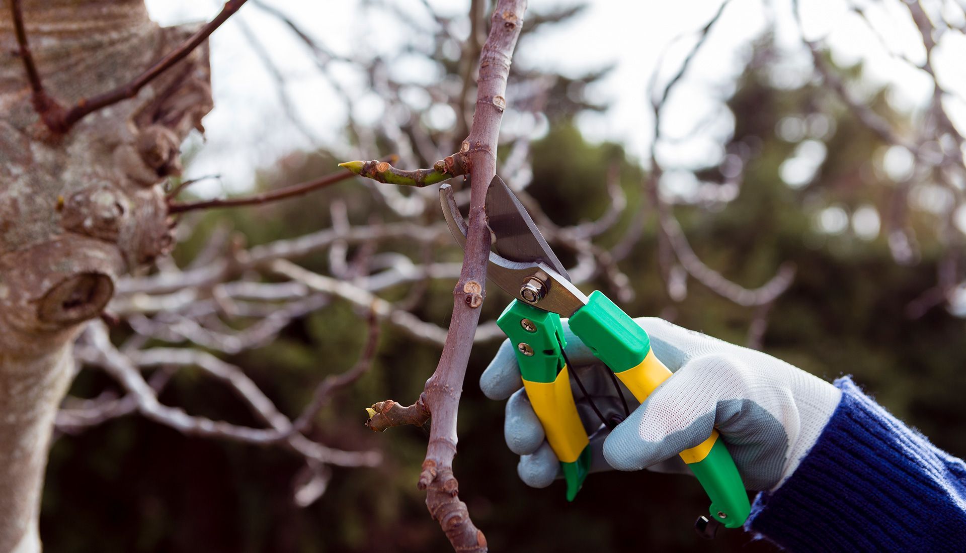 A person is cutting a tree branch with a pair of scissors.