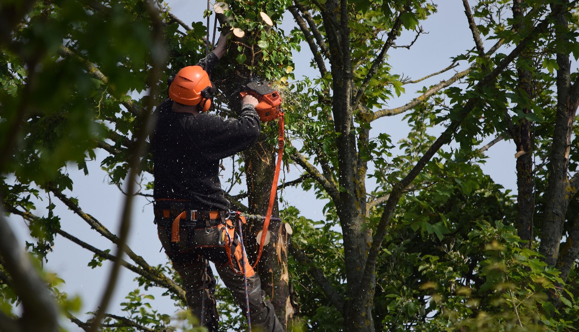 A man is cutting down a tree with a chainsaw.
