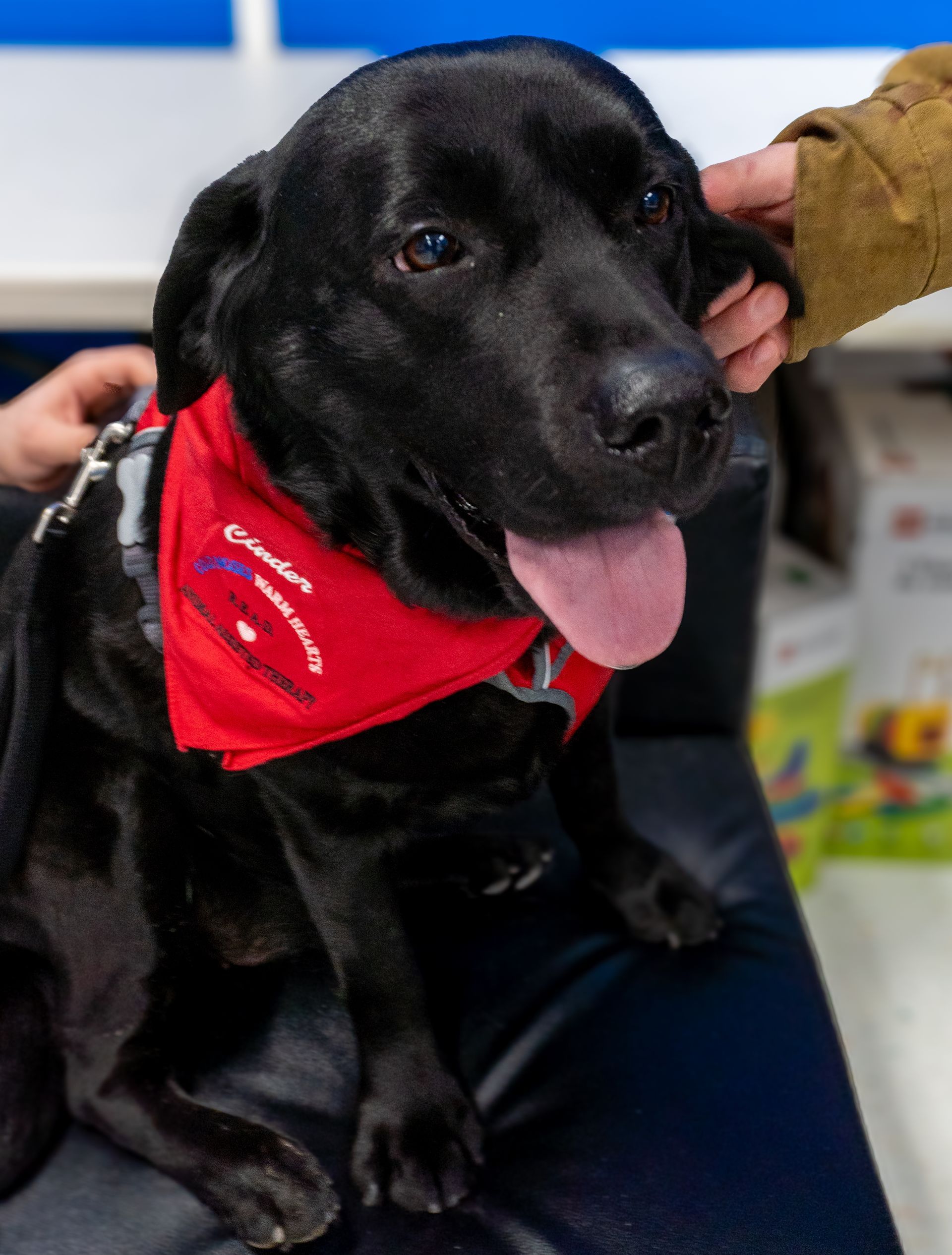 A black dog wearing a red bandana.