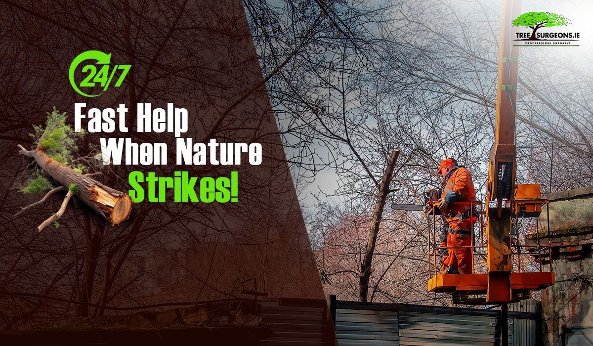 24-Hour Tree Removal Services 