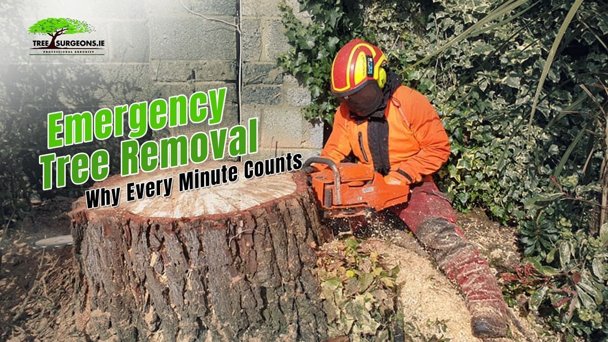 24-hour Storm Emergency Tree Work Limerick