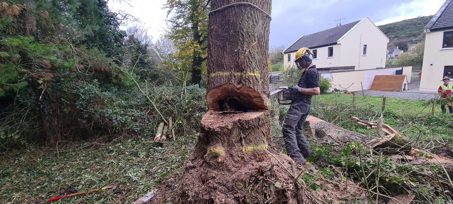 Tree surgery services Limerick