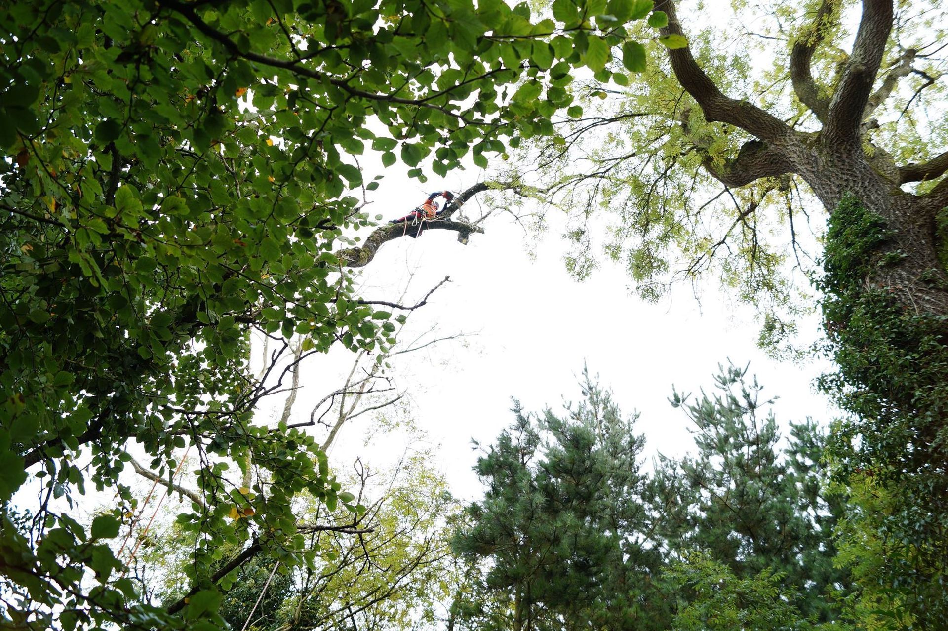Professional Tree Height Reduction