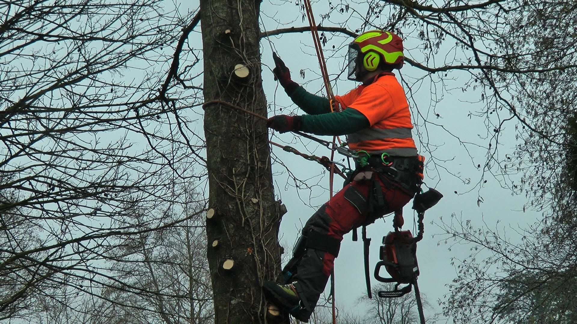 Arborist service Limerick