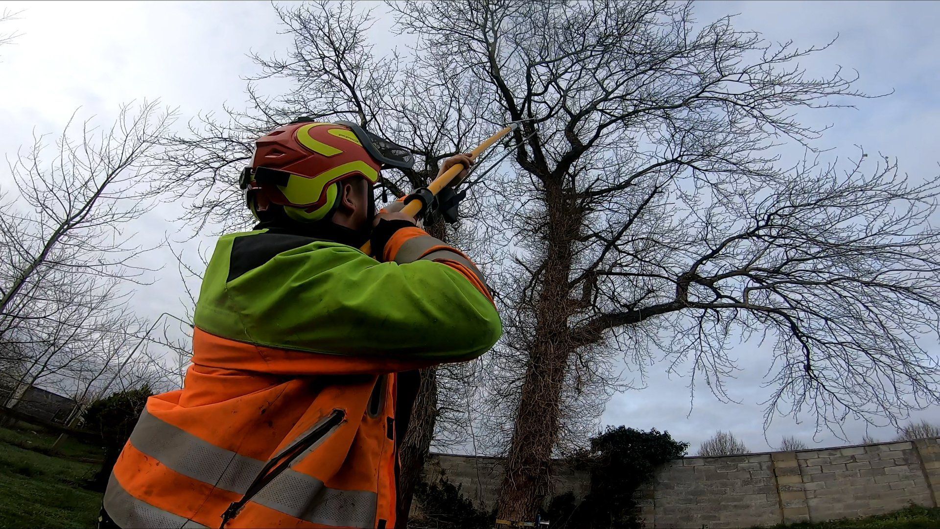 Tree Removal Limerick