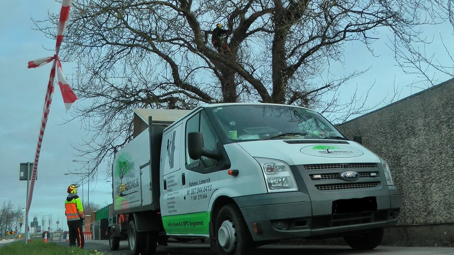 Tree companies near me 