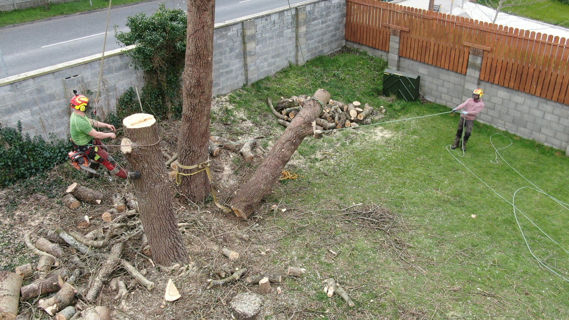 Tree Maintenance 